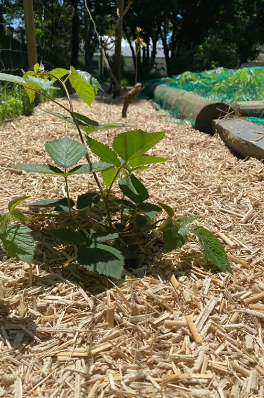 Du paillage pour protéger les plantes sensibles du froid