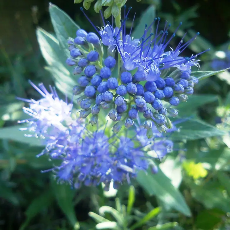 Le caryopteris
