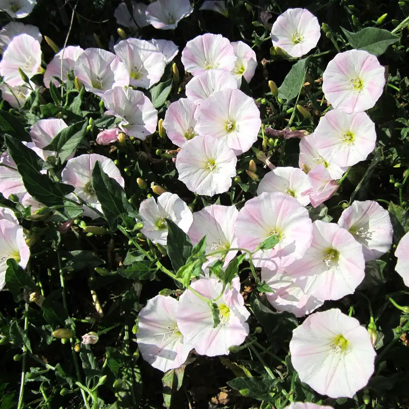 Le convolvulus