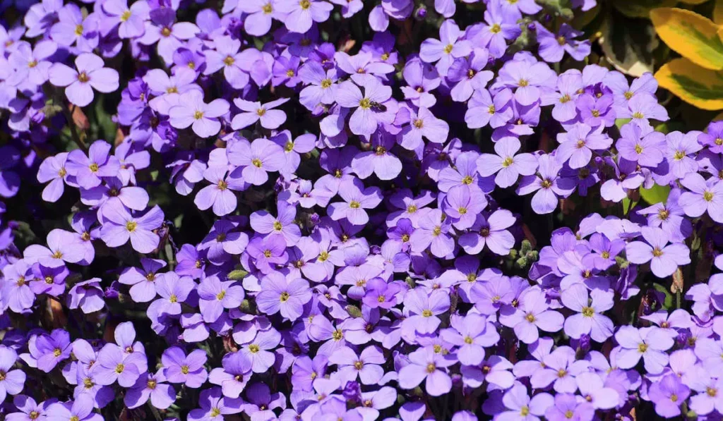 Plantes pour bordure naturelle