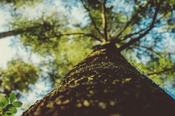 Comment revitaliser les vieux arbres ?