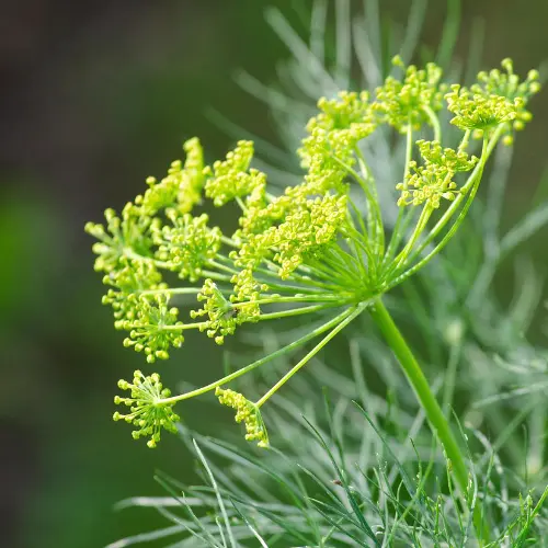 Les plantes répulsives au potager