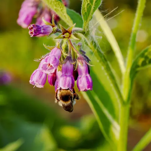 Les plantes répulsives au potager