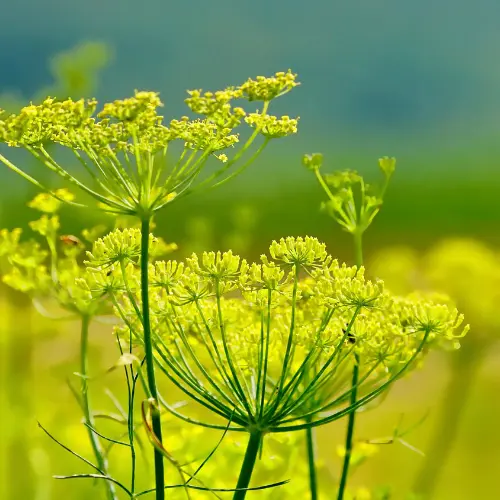 Les plantes répulsives au potager