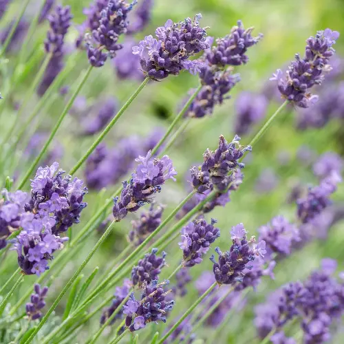 Les plantes répulsives au potager