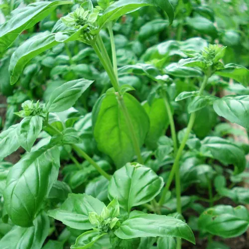 Les plantes répulsives au potager