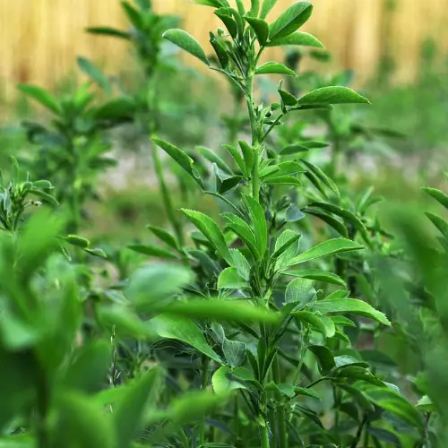 Les plantes répulsives au potager