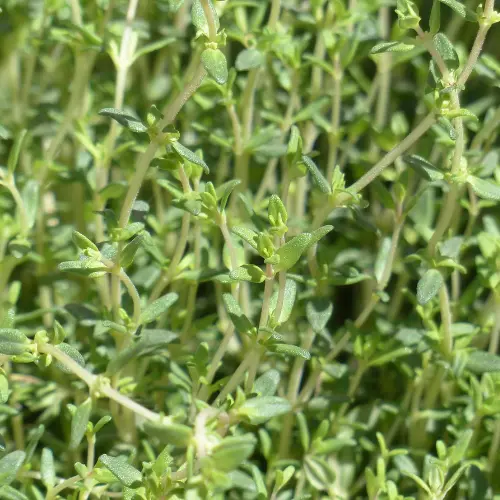 Les plantes répulsives au potager