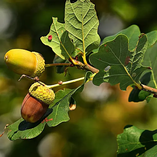 Les plantes répulsives au potager