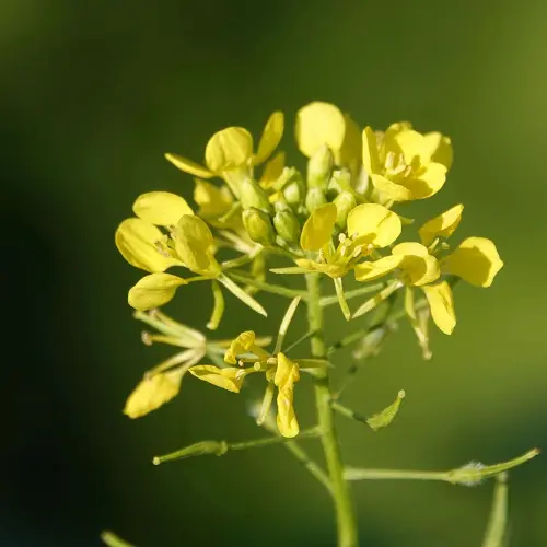 Les plantes répulsives au potager