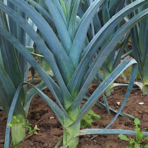 Les plantes répulsives au potager