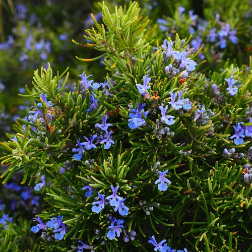 Les plantes répulsives au potager