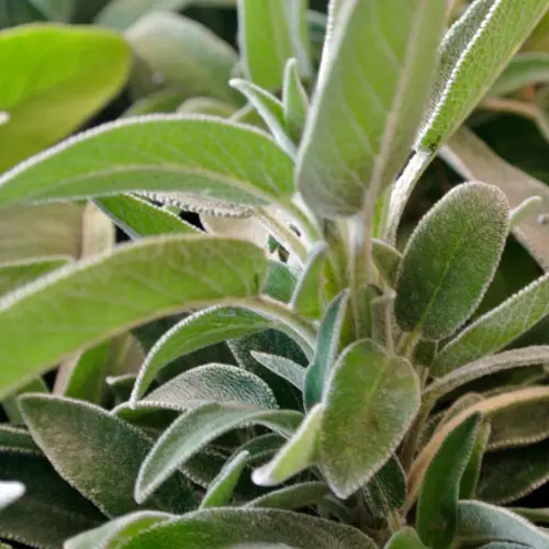 Les plantes répulsives au potager