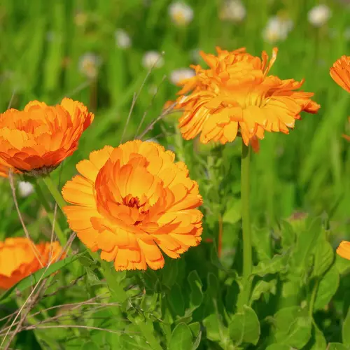 Les plantes répulsives au potager