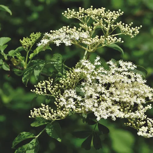Les plantes répulsives au potager