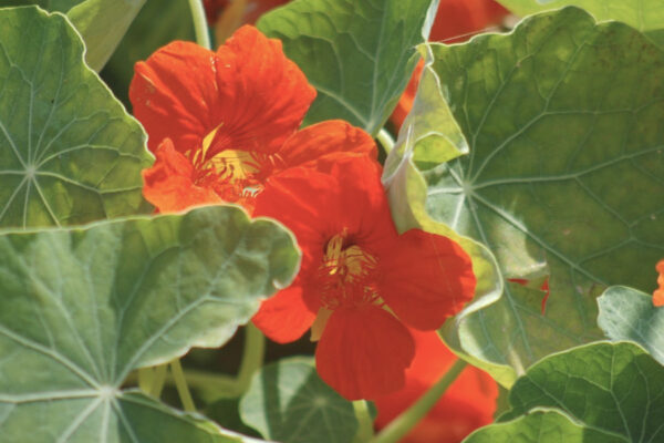 Utiliser les plantes répulsives au potager