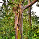 Eucalyptus arc en ciel