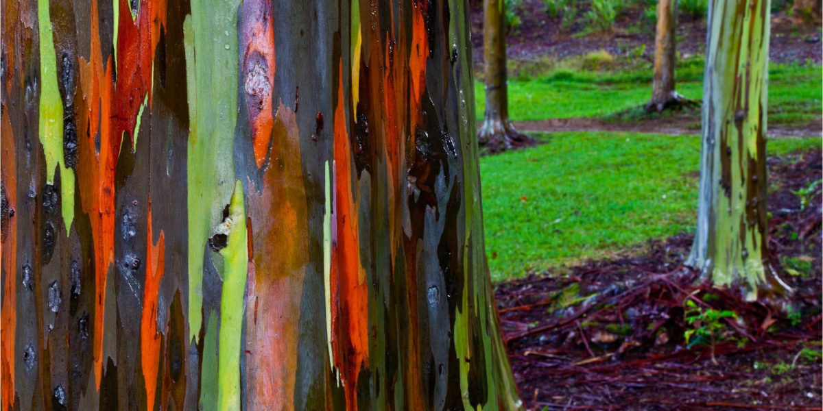 Un arbre insolite : l’eucalyptus arc-en-ciel