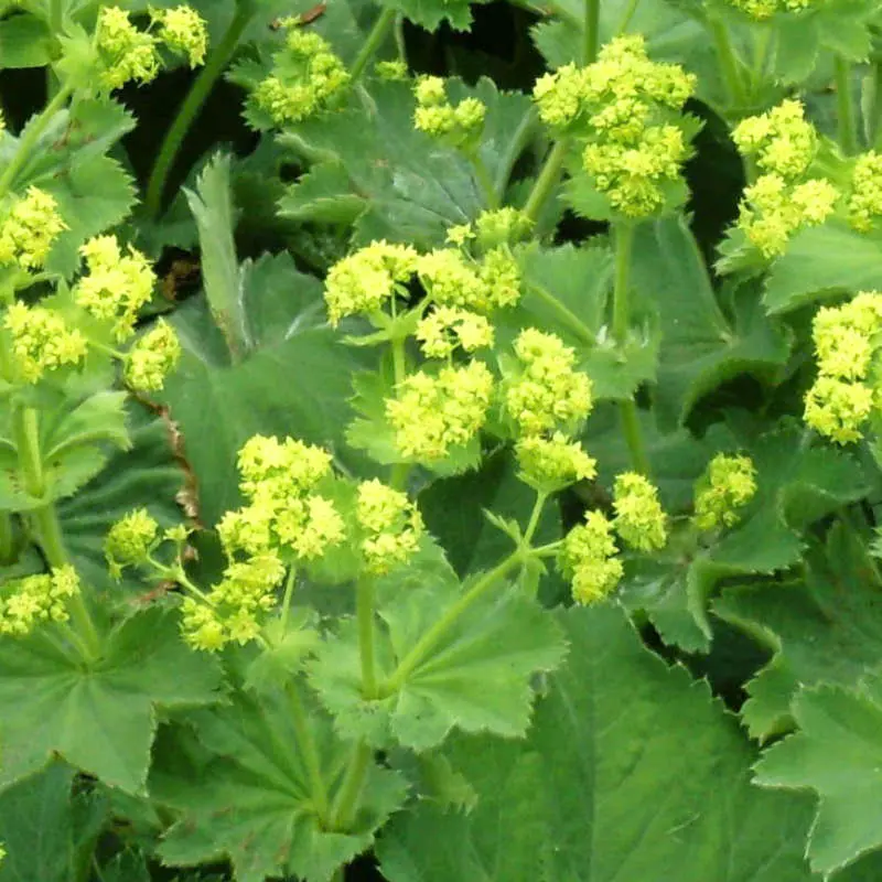 Alchemilla Vulgaris