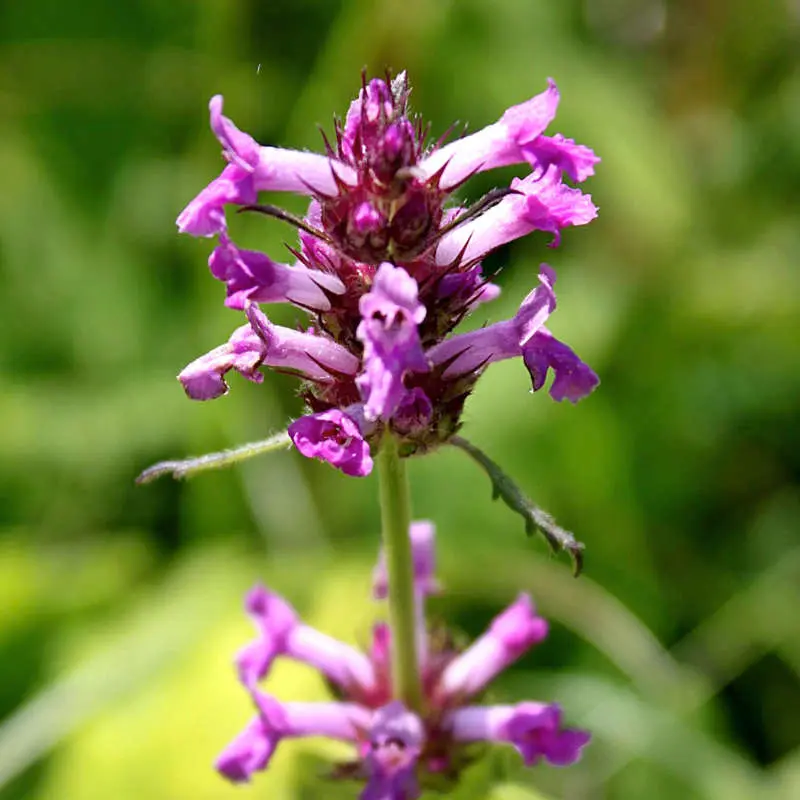 Bétoine officinale