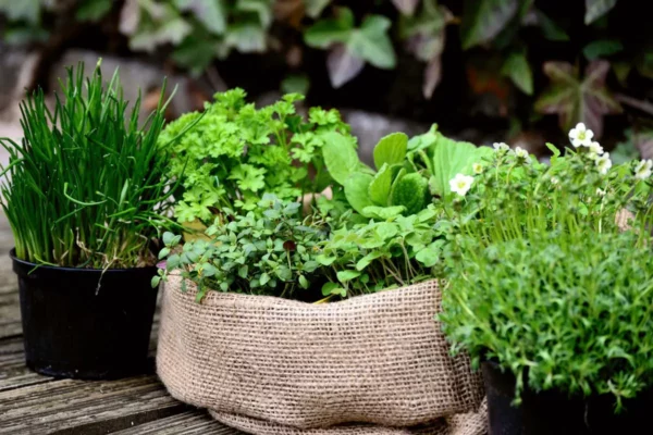 L'emplacement idéal pour ses aromatiques