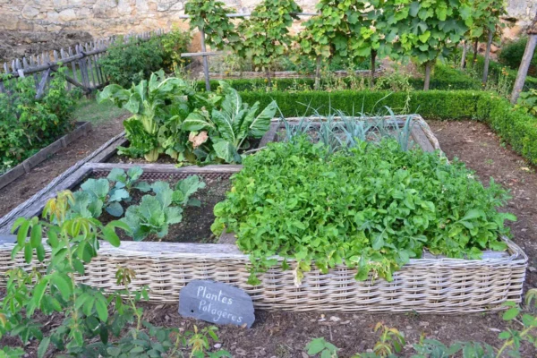 Les plantes médiévales