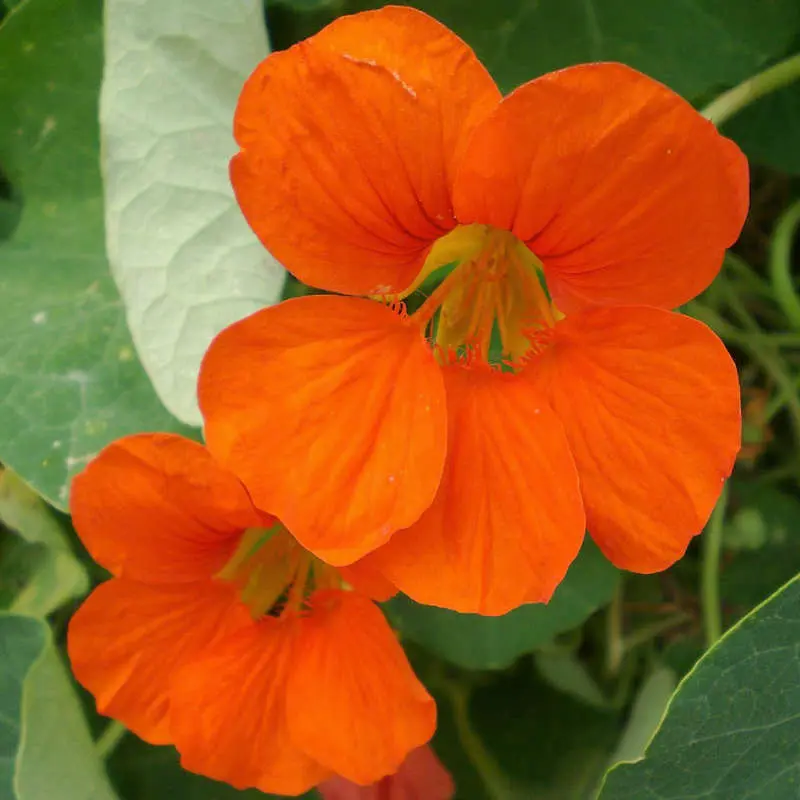 Capucine