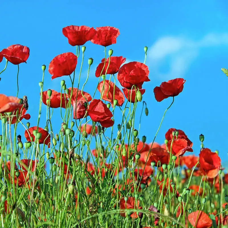 Coquelicot