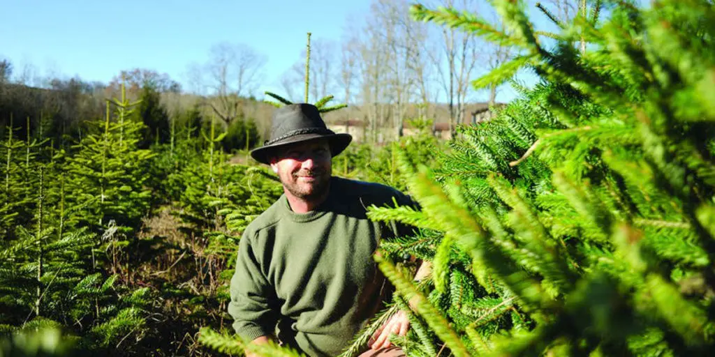 Producteur de sapins biologiques