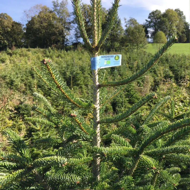Sapin Nordmaan