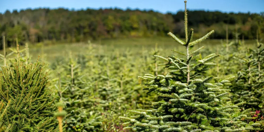 Producteur de sapins biologiques