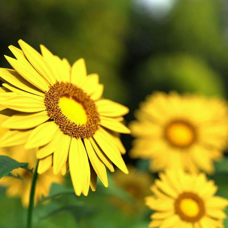 Tournesols
