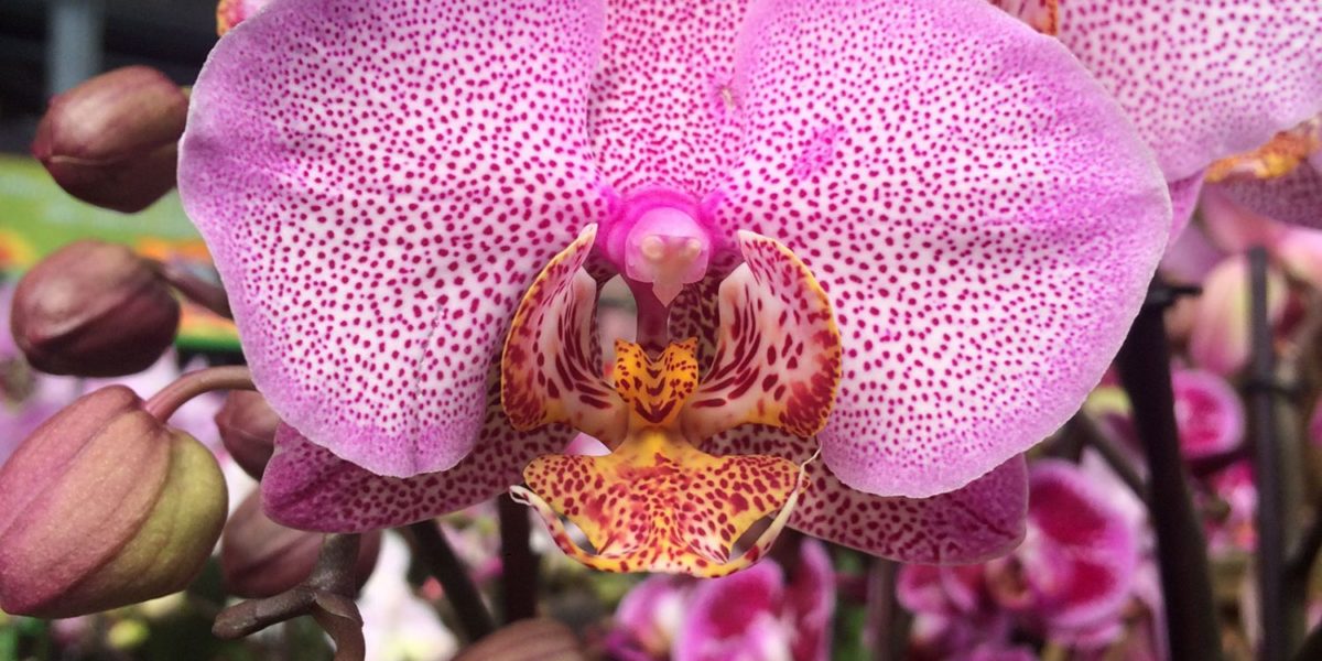 L'entretien des orchidées