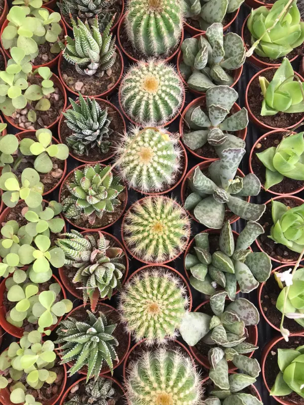 Cactées et succulentes Jardinerie Les espaces verts du Languedoc