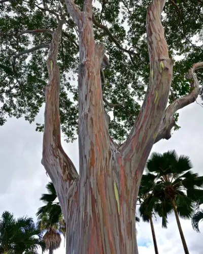 L'Eucalyptus arc-en-ciel