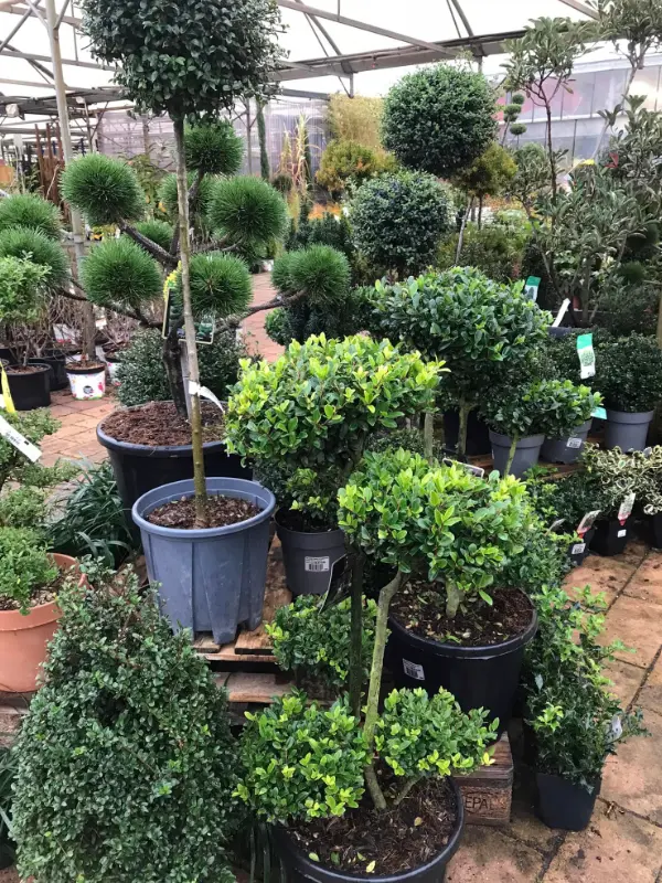 Jardinerie Les espaces verts du Languedoc