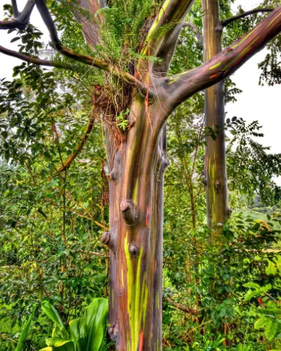 L'Eucalyptus arc-en-ciel