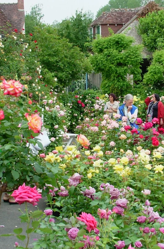 Festival des roses de Chédigny