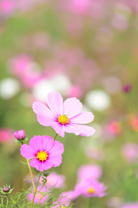 Les Floralys de Saint-Lys