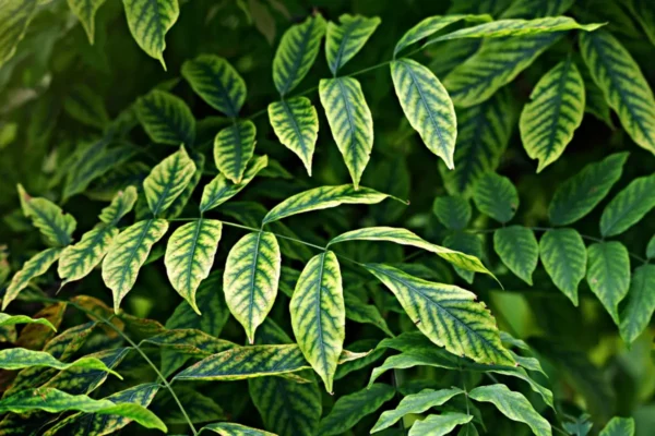 Jardineries Les espaces verts du Languedoc