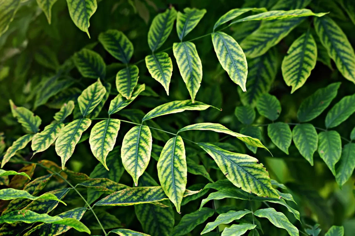 Jardineries Les espaces verts du Languedoc