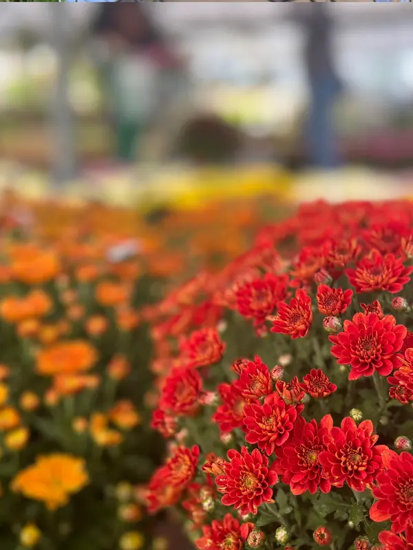 Les végétaux de la Jardinerie Espaces Verts du Languedoc