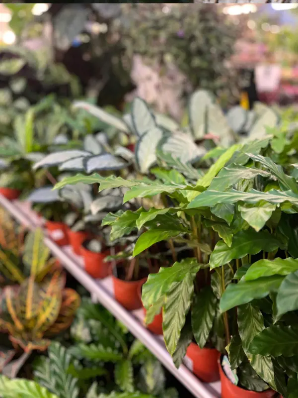 Les végétaux de la Jardinerie Espaces Verts du Languedoc