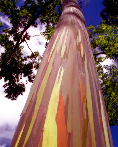 L'Eucalyptus arc-en-ciel