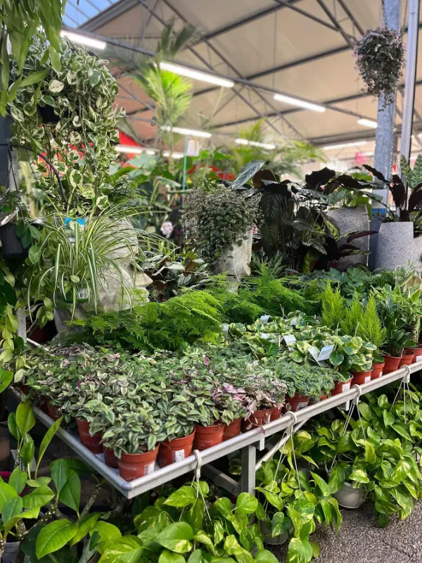 Les végétaux de la Jardinerie Espaces Verts du Languedoc