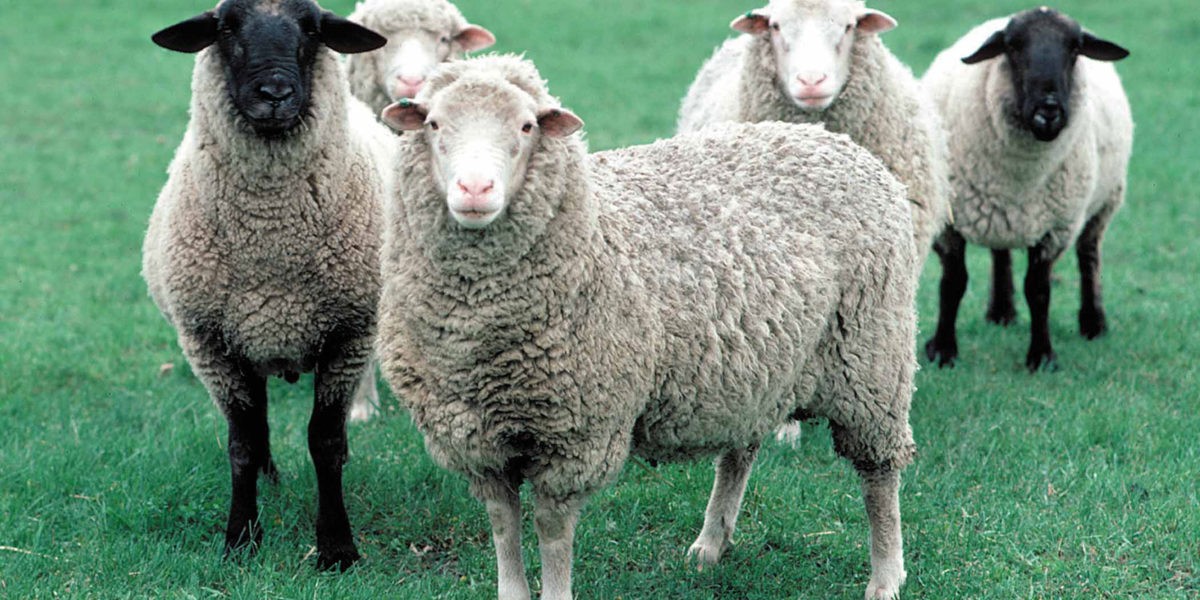 Des moutons pour désherber les parcelles de sapin
