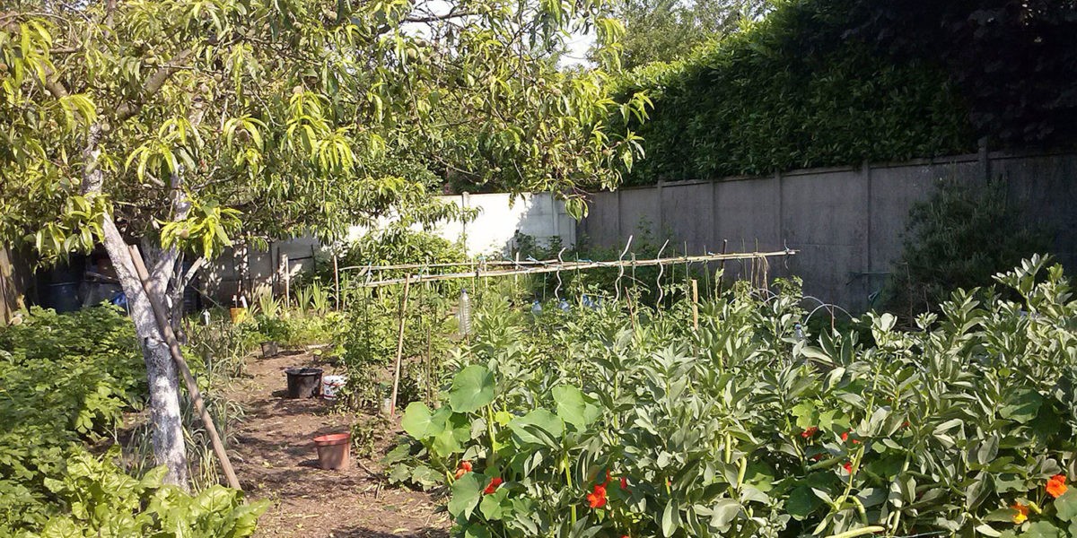 Gérard cultive un potager chez sa voisine
