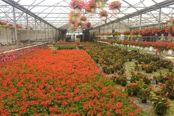 Gaec Concato, horticulteurs