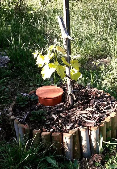 Oyas enterr&eacute;e