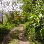 Prêt de jardin en Guadeloupe